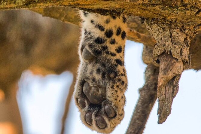 6-Day Private midrange Tour in Arusha with Airport Pickup - Day 4: A full day around Seronera