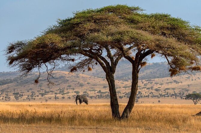 6-Day Private midrange Tour in Arusha with Airport Pickup - Day 6: The Ngorongoro Crater finale