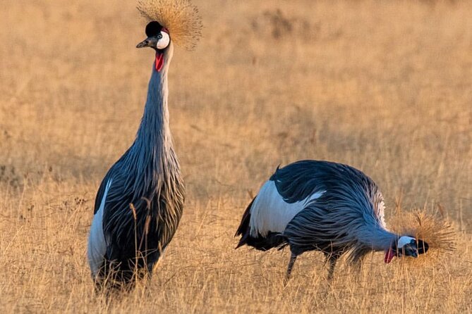 6-Day Private midrange Tour in Arusha with Airport Pickup - Lodges, meals, and the meaning of midrange