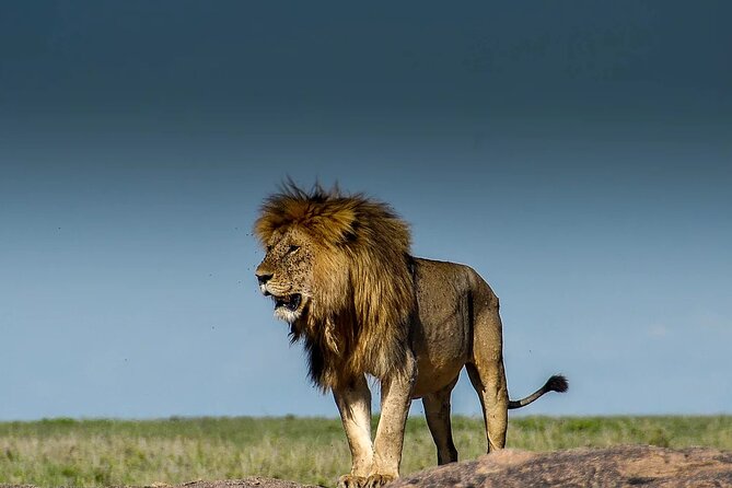 6-Day Private Safari in Northern Tanzania from Arusha - Day One: Elephants and Acacias in Tarangire