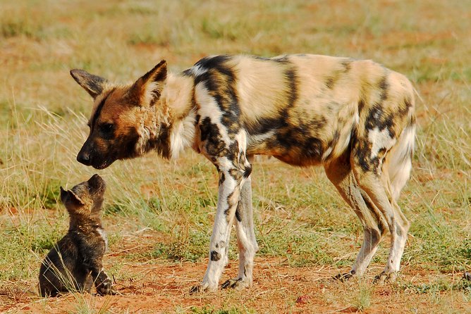 6-Day Private Tanzania Safari - Starting in Arusha after your Kilimanjaro flight