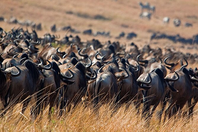 6-Day Private Tanzania Safari - What the $3,543 price really covers