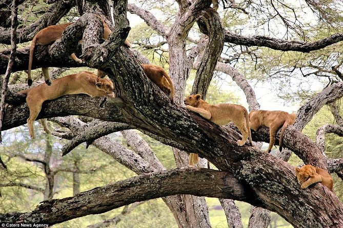 6 Day Serengeti wildebeest migration Camping Safari - Day 2: A Rift Valley change of pace