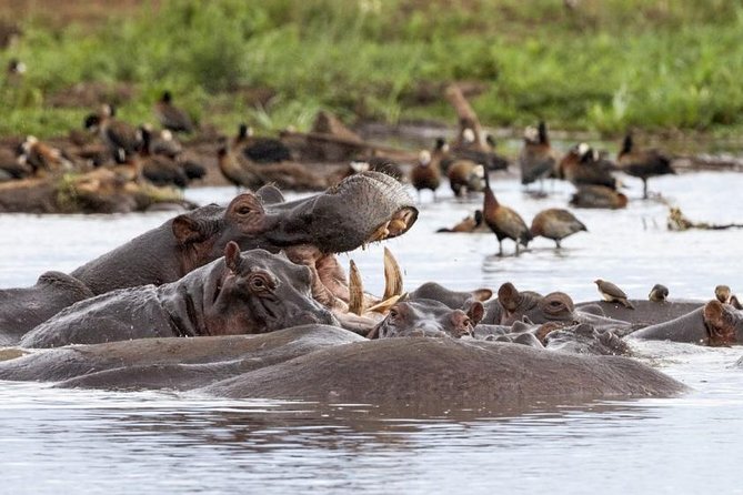 6 Day Serengeti wildebeest migration Camping Safari - Day 4: A full Serengeti game drive