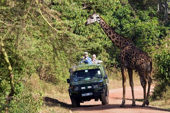 6 Day Serengeti wildebeest migration Camping Safari - Day 6: Wildlife in Ngorongoro Crater