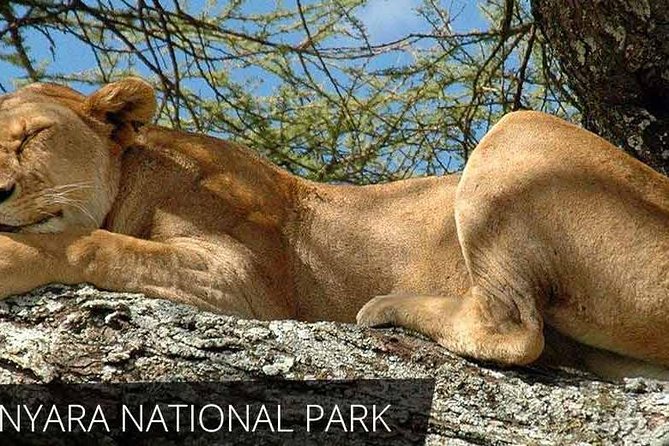 6 Day Serengeti wildebeest migration Camping Safari - Day 1: Tarangire’s elephants and baobab country