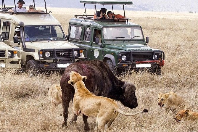 6-Day Tanzania Camping Safari: Lake Manyara, Serengeti, Ngorongoro Cater and Tarangire National Park from Arusha - Day 3: Three Serengeti game drives in one day