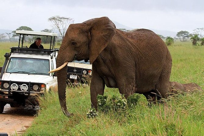 6-Day Tanzania Camping Safari: Lake Manyara, Serengeti, Ngorongoro Cater and Tarangire National Park from Arusha - Day 4: From the Serengeti to the Ngorongoro rim