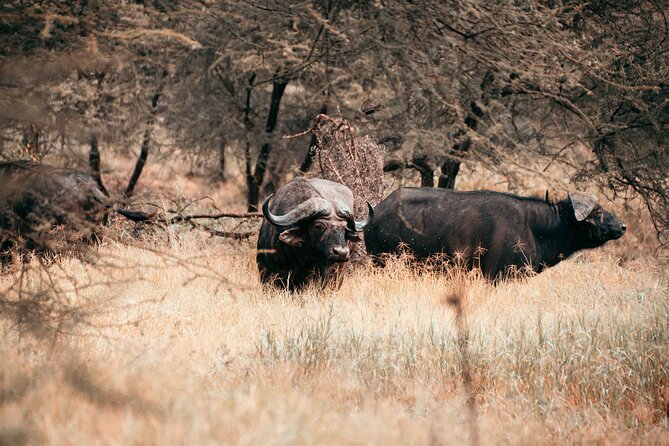 6-Day Tanzania Safari Experience – Midrange - What this six-day route does well