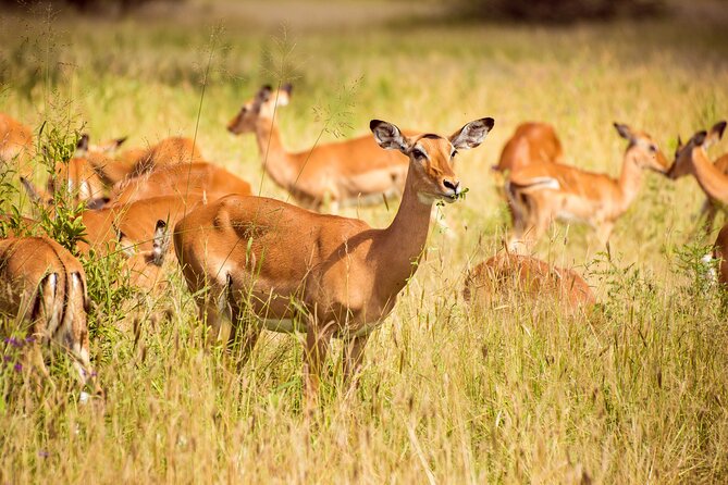 6-Day Tanzania Safari Experience – Midrange - Day 3: Reaching the Serengeti