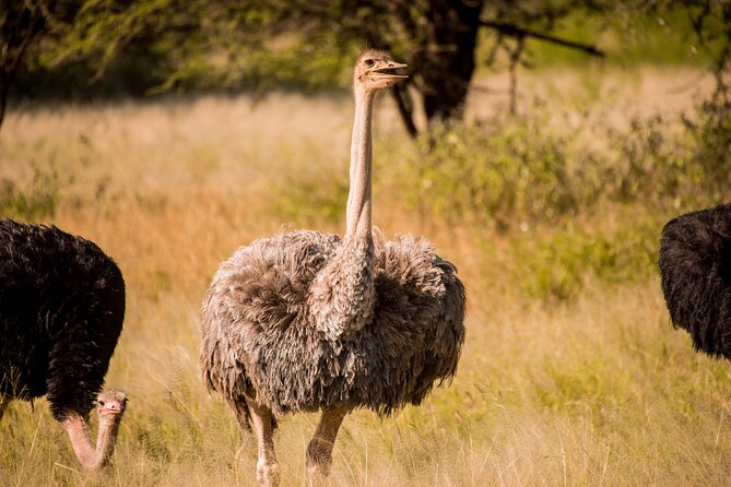 6-Day Tanzania Safari Experience – Midrange - Day 5: Down into Ngorongoro Crater