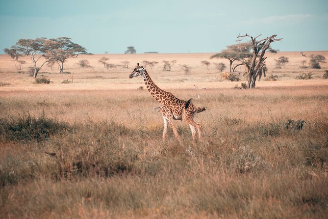 6-Day Tanzania Safari Experience – Midrange - Day 6: Returning to Kilimanjaro International Airport