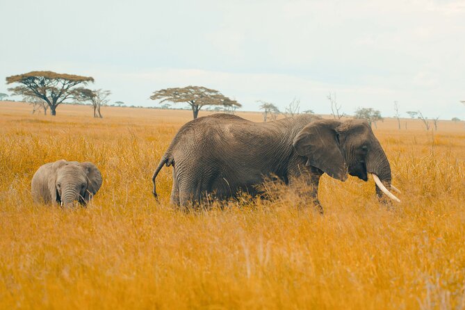 6-Day Tanzania Safari Experience – Midrange - What the $1,300 price really covers