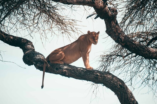 6-Day Tanzania Safari Experience – Midrange - Day 1: A practical start in Arusha