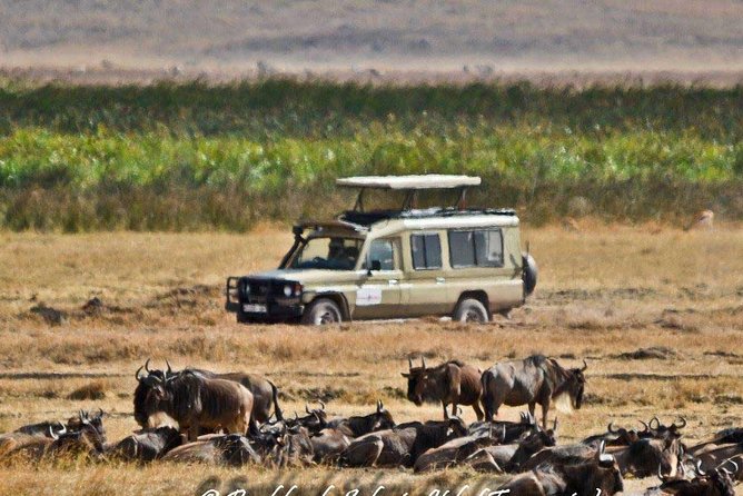 6 Day Tanzania Wildlife Mid range Safari - Day 3: From Karatu highlands into the Serengeti