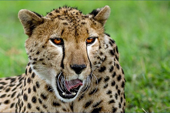 6 Day Tanzania Wildlife Mid range Safari - Day 4: A full Serengeti day for better sightings