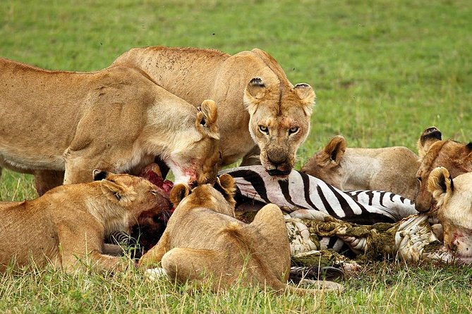 6 Day Tanzania Wildlife Mid range Safari - Guides, vehicles, food, and camp life