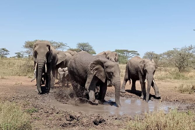 6 -Day Tarangire, Manyara, Serengeti & Ngorongoro - Day 2: The long move toward the Serengeti