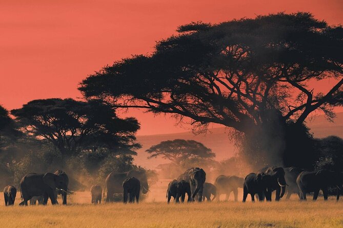 6-Day Unforgettable Tour in Tanzania - Day 4: Leaving Serengeti through the Ngorongoro area
