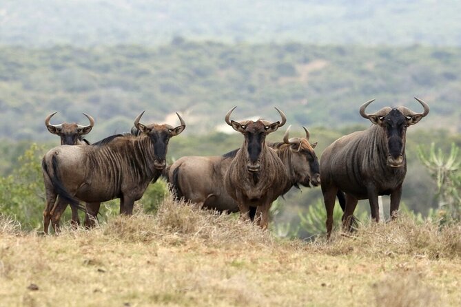 6-Day Unforgettable Tour in Tanzania - Camping, food, and daily comfort