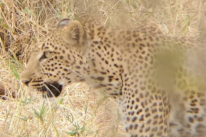 6 Days 5 Night Safari - Day 2: Lake Manyara’s forest, lake, and tree-climbing lions