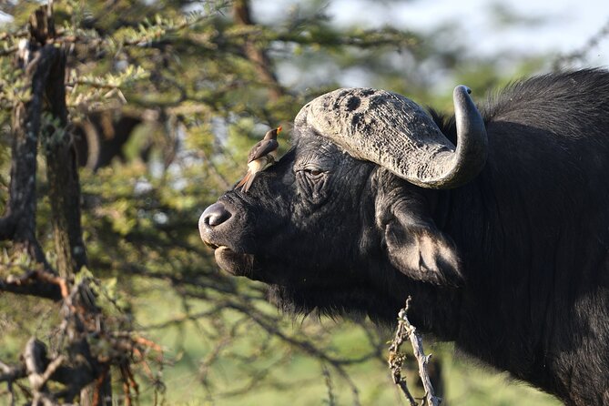 6 Days 5 Night Safari - Day 5: Big Five country inside Ngorongoro Crater