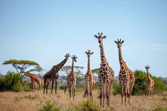 6 Days 5 Night Safari - Day 6: Tarangire’s dry-season wildlife and birdlife