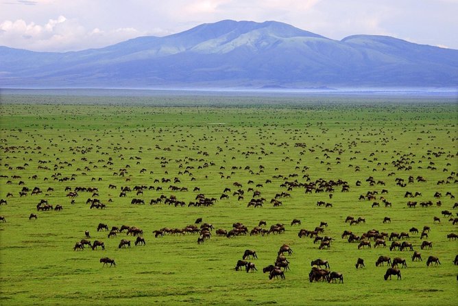 6 Days / 5 Nights Join group safari - Serengeti, the major wildlife draw