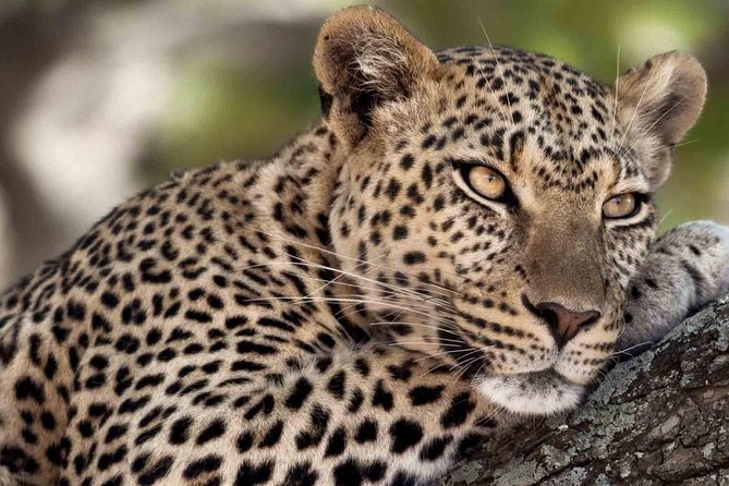6 Days / 5 Nights Join group safari - Small-group seating makes a real difference