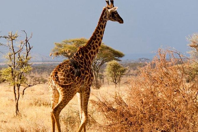6 Days / 5 Nights Join group safari - Meals, drinks, and what the price covers