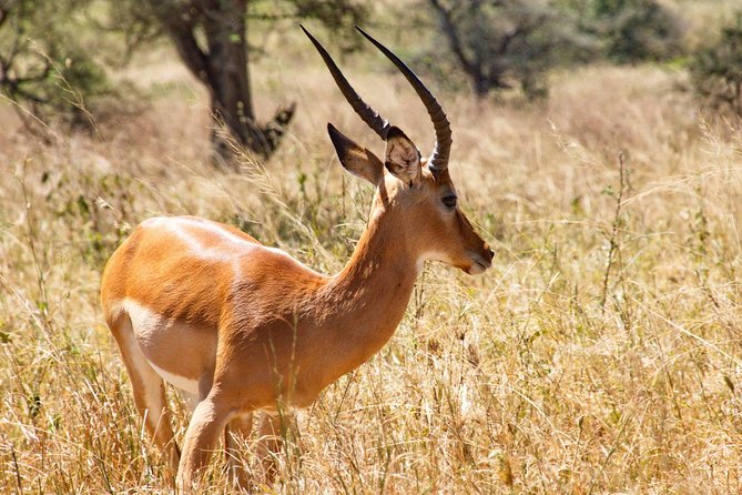 6 Days / 5 Nights Join group safari - The guide can shape the whole experience