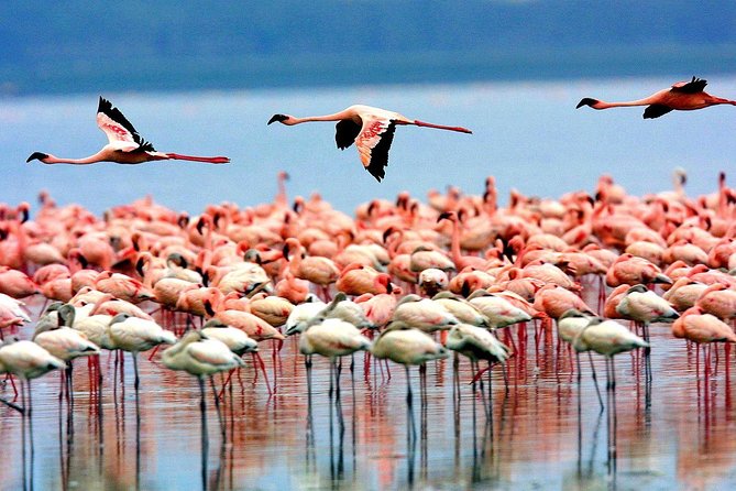 6 Days 5 Nights lodge safari Tarangire, Manyara, Serengeti & Ngorongoro Crater - Day 5: Sunrise in the Serengeti, then toward Ngorongoro
