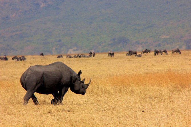 6 Days 5 Nights lodge safari Tarangire, Manyara, Serengeti & Ngorongoro Crater - Day 6: Down into Ngorongoro Crater