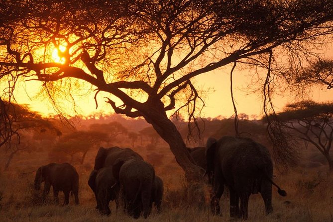 6 Days 5 Nights lodge safari Tarangire, Manyara, Serengeti & Ngorongoro Crater - What the $3,142.86 price really buys