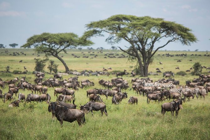 6 days 5 nights safari Ngorongoro, Serengeti and Tarangire National Parks - What the $2,560 price really buys you