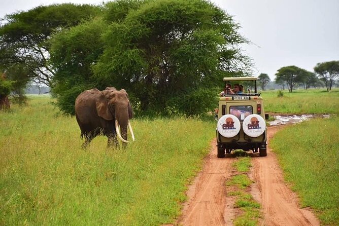 6 days 5 nights safari Ngorongoro, Serengeti and Tarangire National Parks - Day 3: The long road to the Serengeti