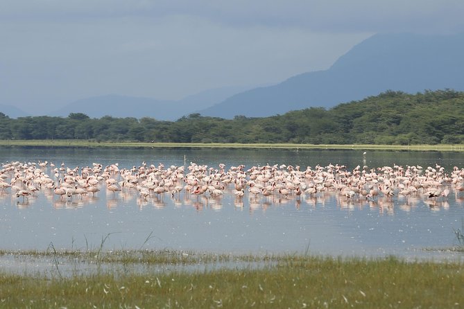 6 days 5 nights safari Ngorongoro, Serengeti and Tarangire National Parks - Day 5: One more Serengeti morning, then toward Ngorongoro