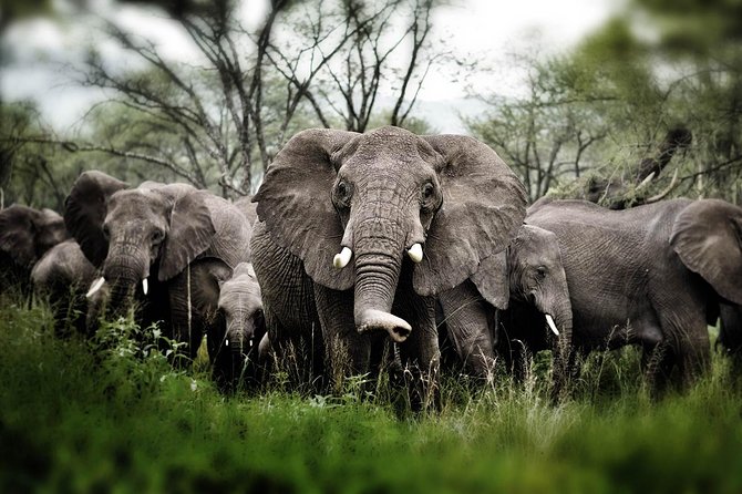 6 days 5 nights safari Ngorongoro, Serengeti and Tarangire National Parks - Guides, drivers, and the human side of the trip