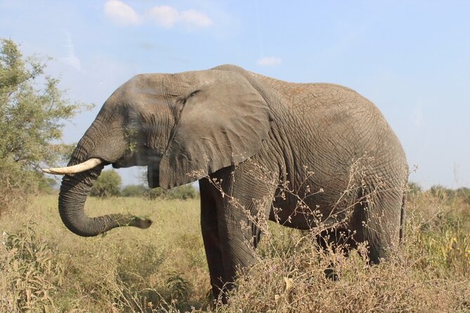6 Days Adventure Towards Serengeti, Ngorongoro and Tarangire - Day 3: A full Serengeti day with room for wildlife