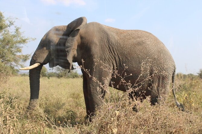 6 Days Adventure Towards Serengeti, Ngorongoro and Tarangire - Day 5: Down into Ngorongoro Crater