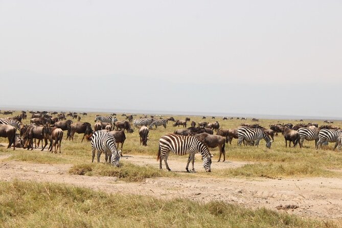 6 Days Adventure Towards Serengeti, Ngorongoro and Tarangire - Day 6: Returning to Arusha and the airport