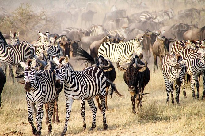 6 Days best adventure kilimanjaro ,Tarangire ,Serengeti &Ngorongoro crater - Day 3: Sunrise, predators, and the road to Ngorongoro
