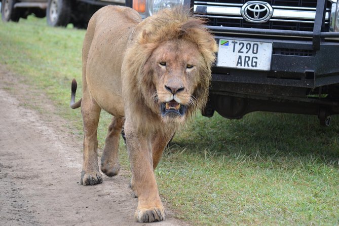 6 Days best adventure kilimanjaro ,Tarangire ,Serengeti &Ngorongoro crater - Guides, group size, and the human side