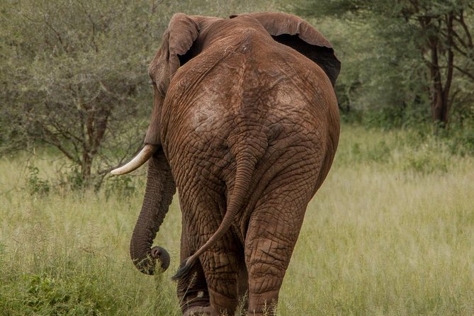 6 Days - Best of Nothern Parks Safari - Day 1: Tarangire’s elephants and baobabs