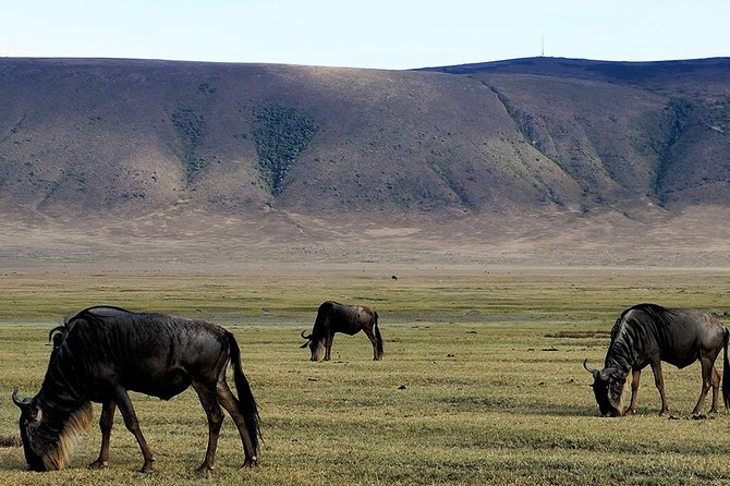 6 Days - Best of Nothern Parks Safari - Day 2: The long road into Serengeti
