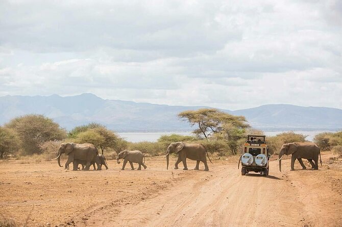6 Days Budget Tour in Tarangire, Serengeti ,Ngorongoro and Manyara - Day 3: A full day in central Serengeti