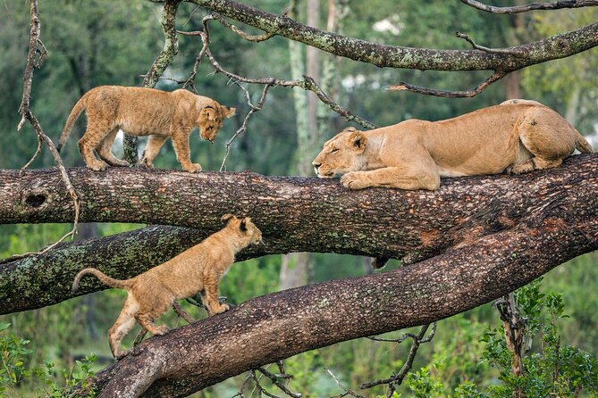 6 Days Budget Tour in Tarangire, Serengeti ,Ngorongoro and Manyara - Day 4: Early wildlife, then the road out