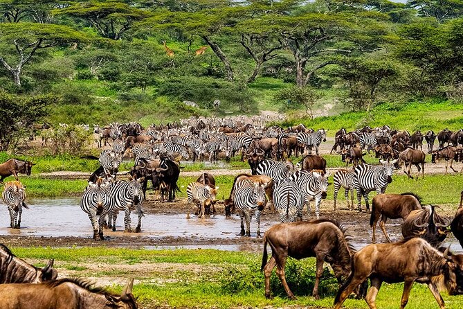 6 Days Budget Tour in Tarangire, Serengeti ,Ngorongoro and Manyara - Day 5: Down into the Ngorongoro Crater