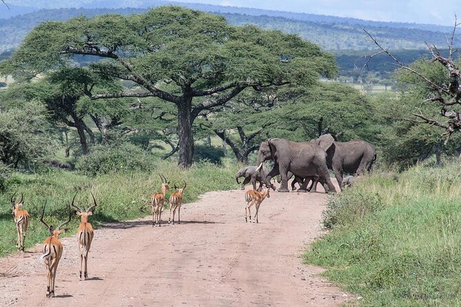 6 Days Budget Tour in Tarangire, Serengeti ,Ngorongoro and Manyara - Day 2: Ngorongoro views, Maasai culture, and a Serengeti sunset