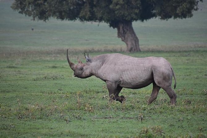 6 Days: Classic Camping( Tarangire, Manyara, Serengeti And Ngorongoro). - Four parks in six days: what this route gets right